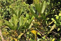 Aglaia bourdillonii